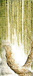 Tapeten Wandbild 06 grüne Blätter am Baum online kaufen