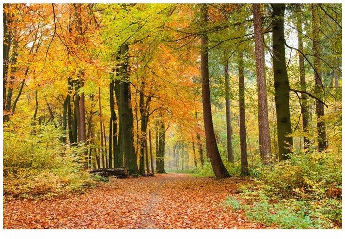 Fototapete Herbstwald aus Berln kaufen